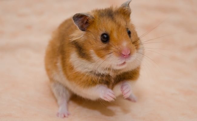 Syrian Hamster