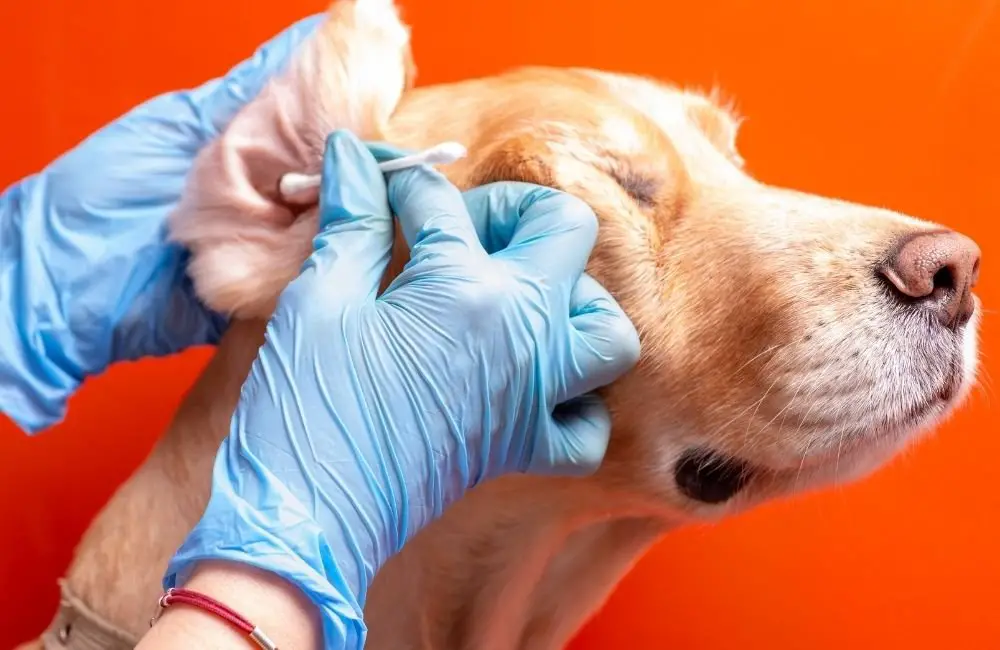 Safety precautions to take during the ear cleaning of your dog