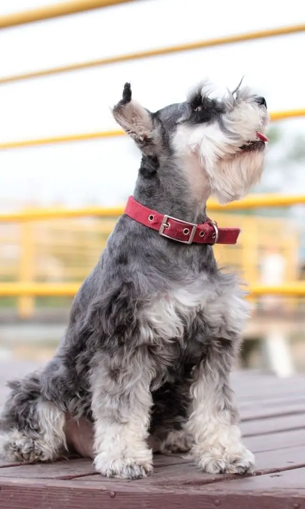 Schnauzer