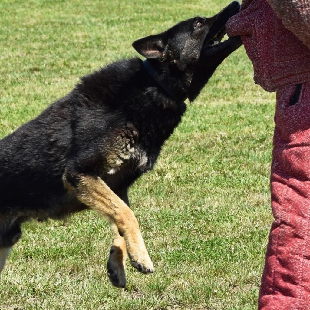 Sign of Midge bites in Dogs