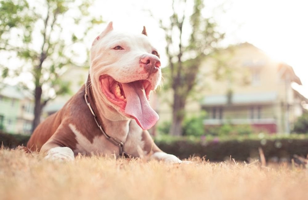 Signs That Your Pitbull Is Pregnant