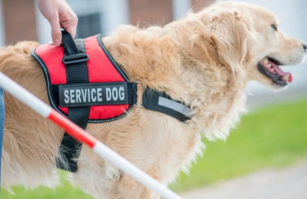 Some qualities that make a good service dog include