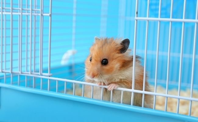 Syrian Hamsters