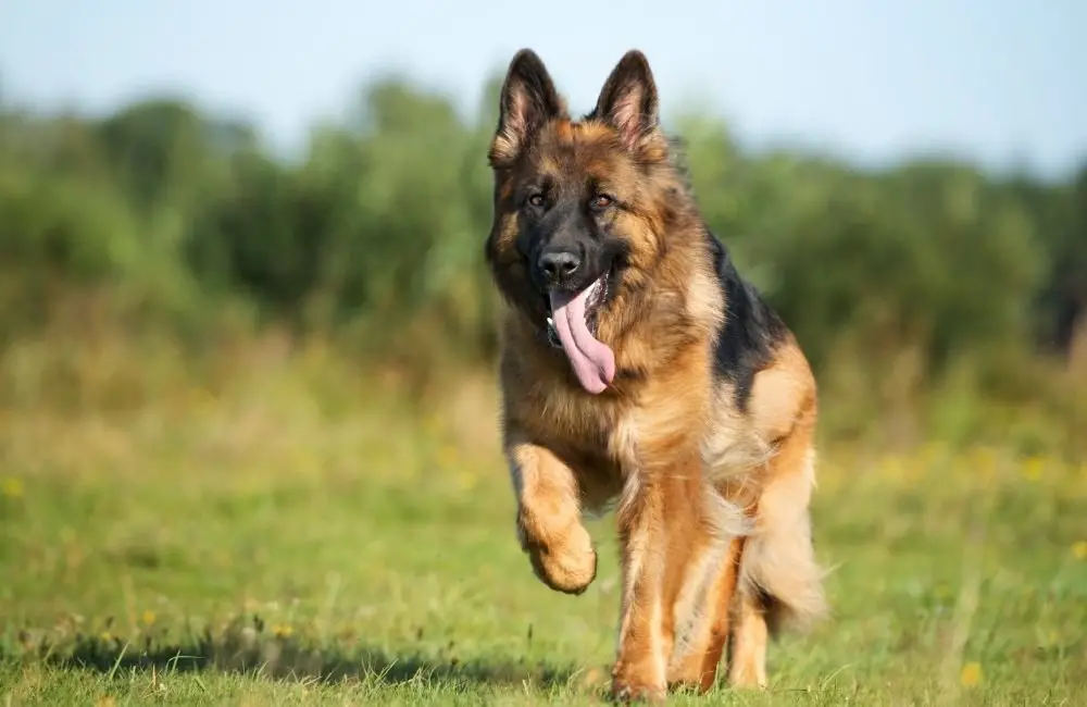 The Diversity in Coating of a German Shepherd