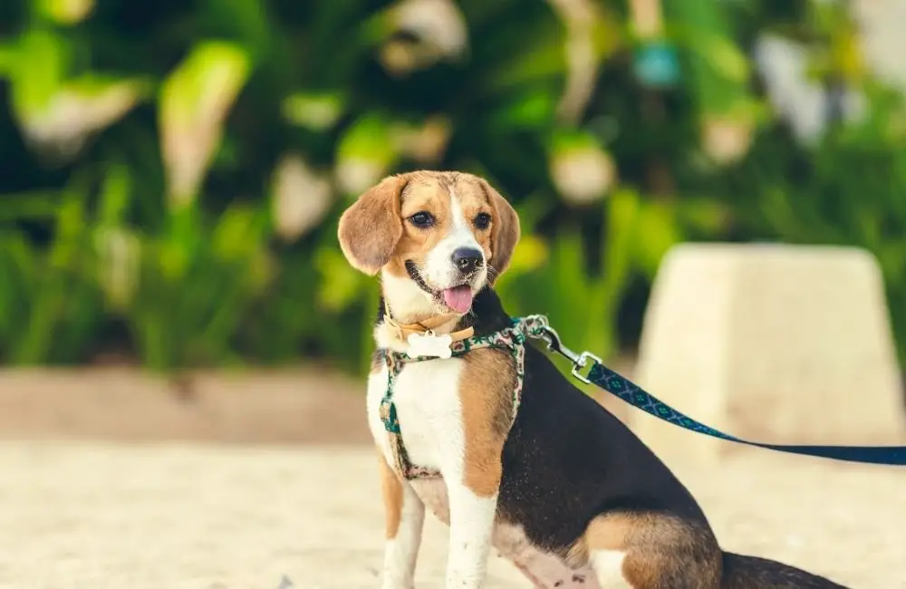 Things to consider and know before adopting a Beagle