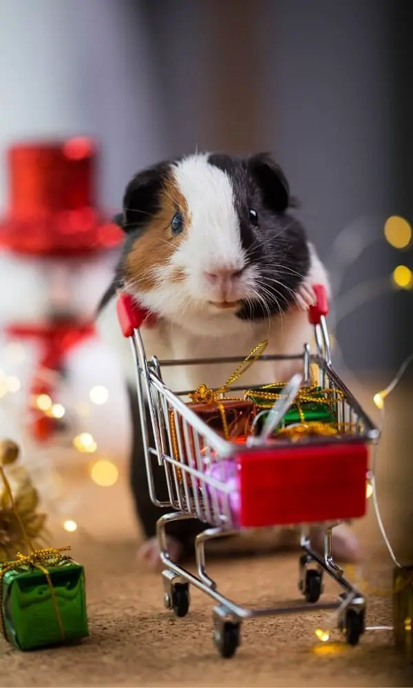 Things you can teach your smart guinea pig