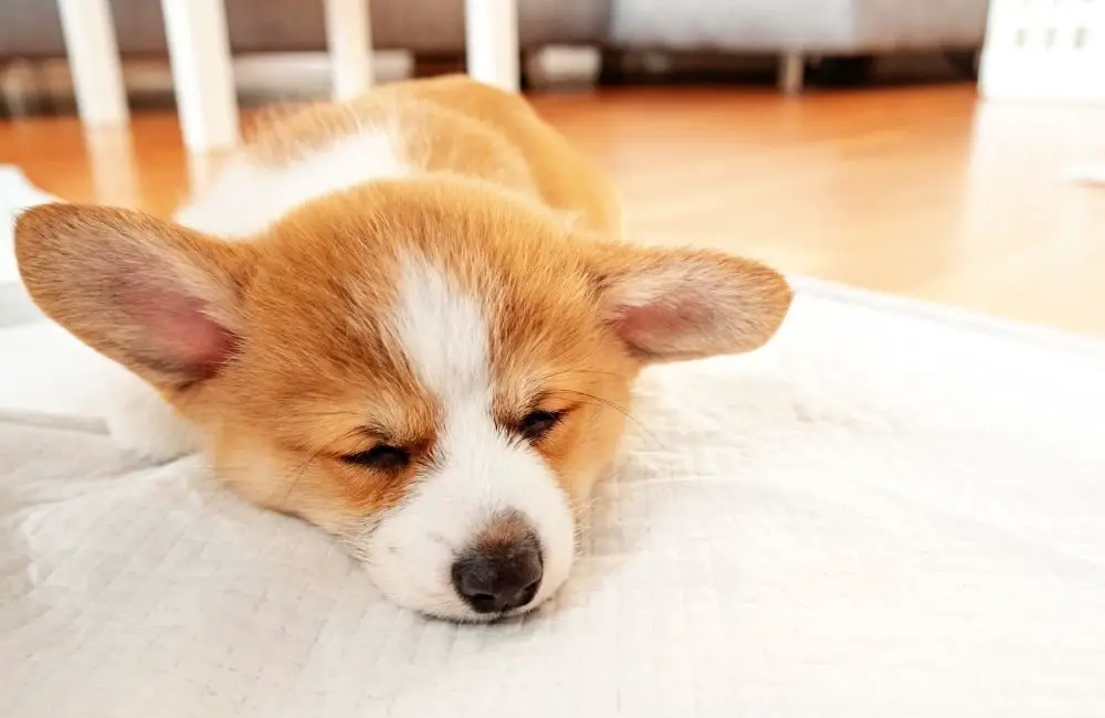 Train Your Puppy Using Potty Pads