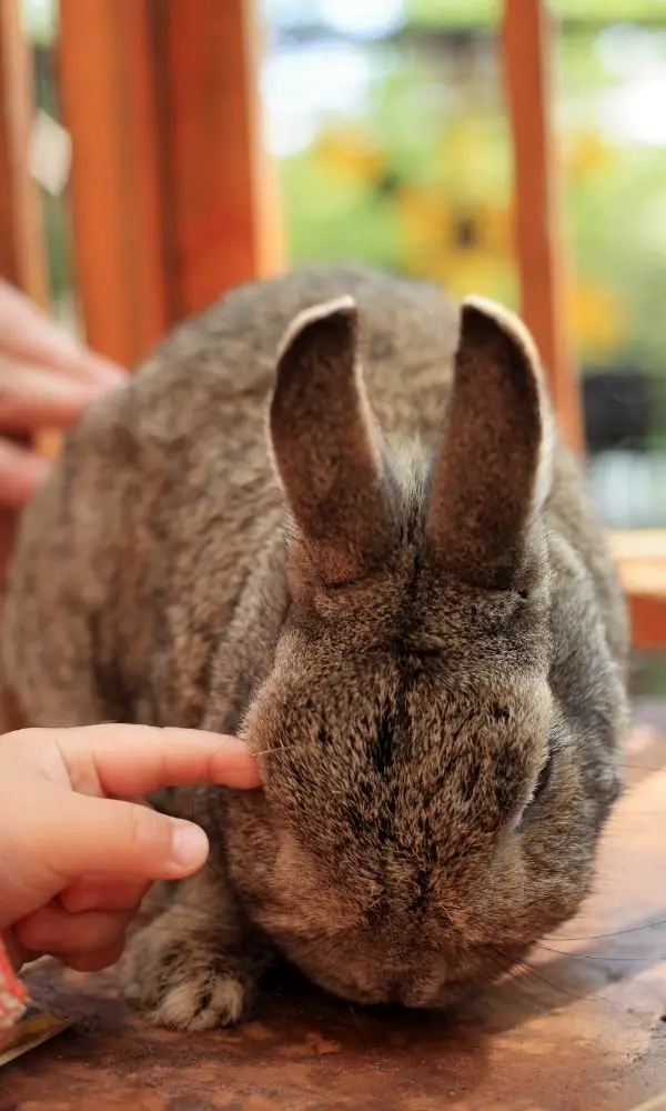 Treating a wound of a Rabbit bite