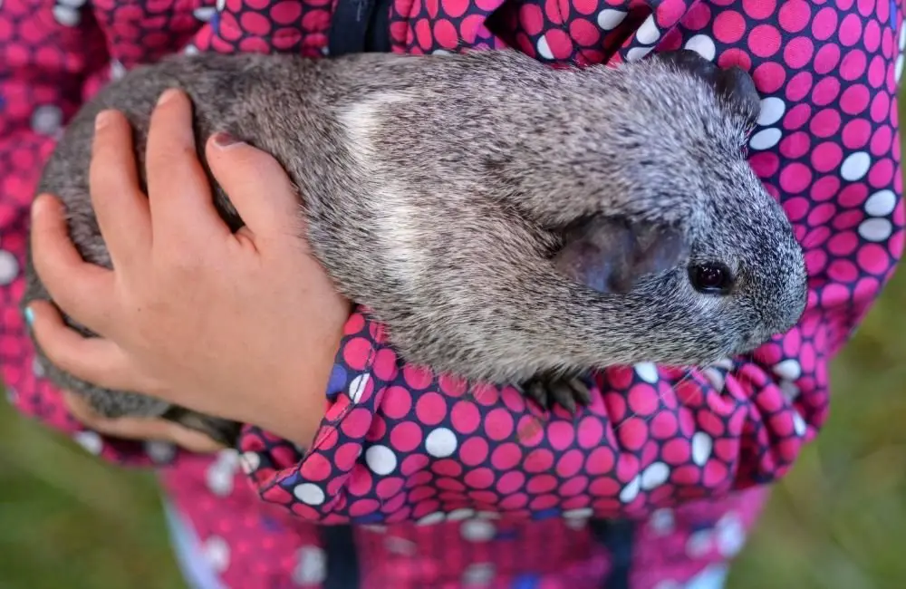 Understanding Nudging in Guinea Pigs