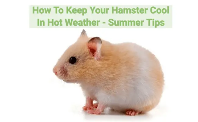 How To Keep Your Hamster Cool In Hot Weather – Summer Hamster Tips