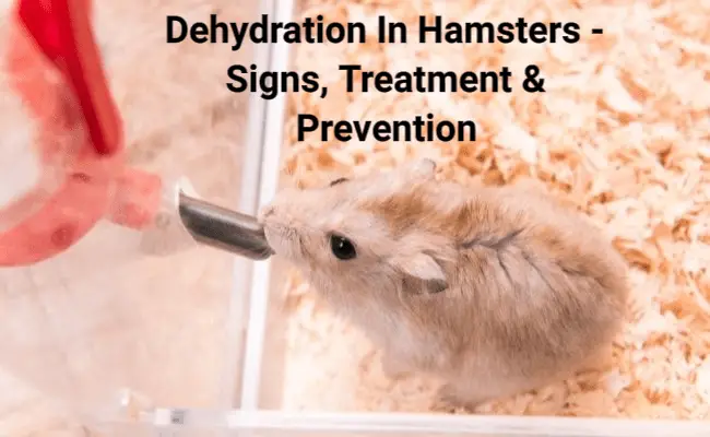 Dehydration In Hamsters – Signs, Treatment & Prevention
