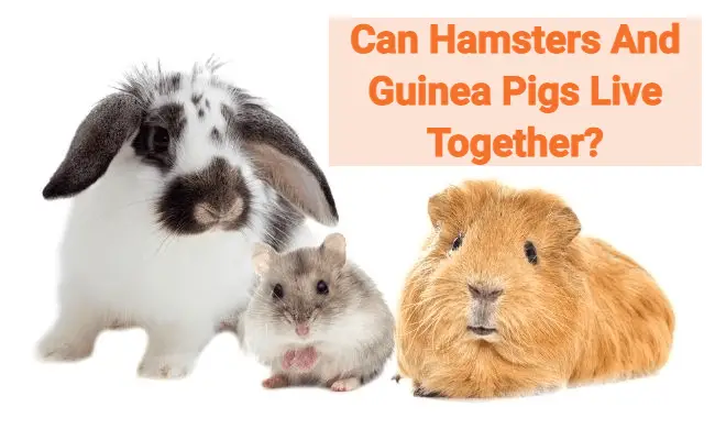 Can Hamsters And Guinea Pigs Live Together? Is It Advisable?