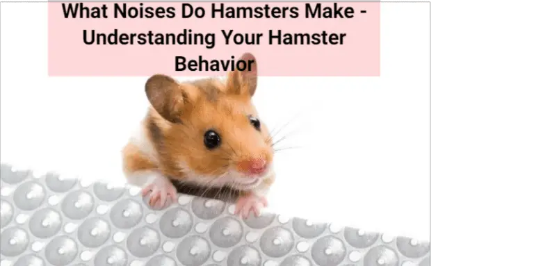 What Noises Do Hamsters Make - Understanding Your Hamster Behavior