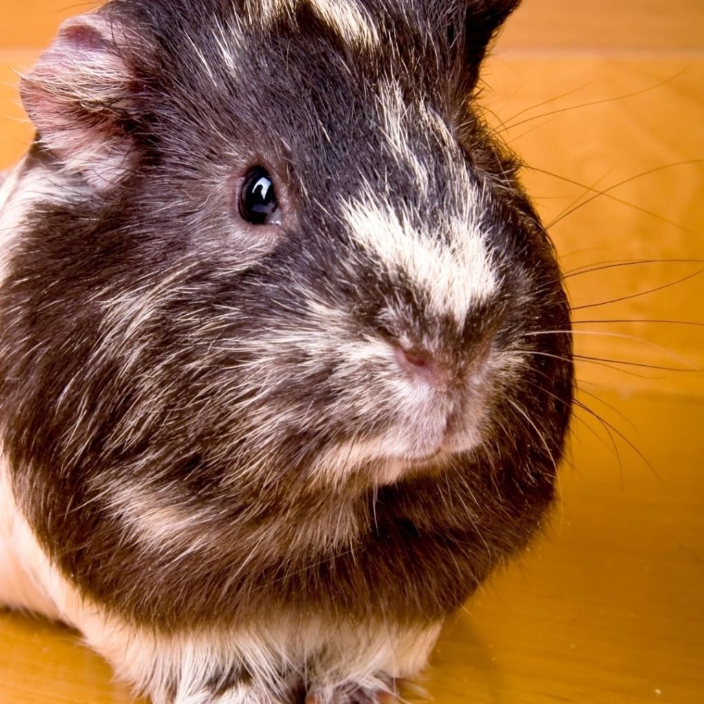 What to do about a scared guinea pig?