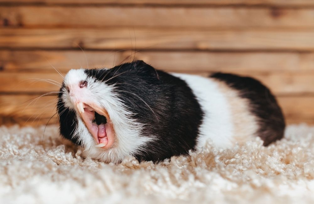 What to do if your guinea pig has destructive behaviors