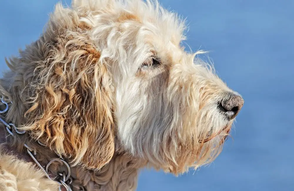 Wheaten Terrier