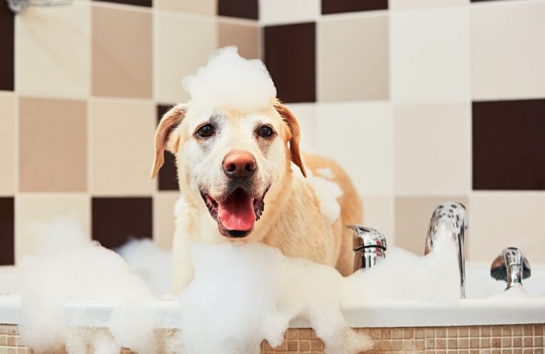 Why Do Dogs Go Crazy After A Bath? [What You Should Do!]