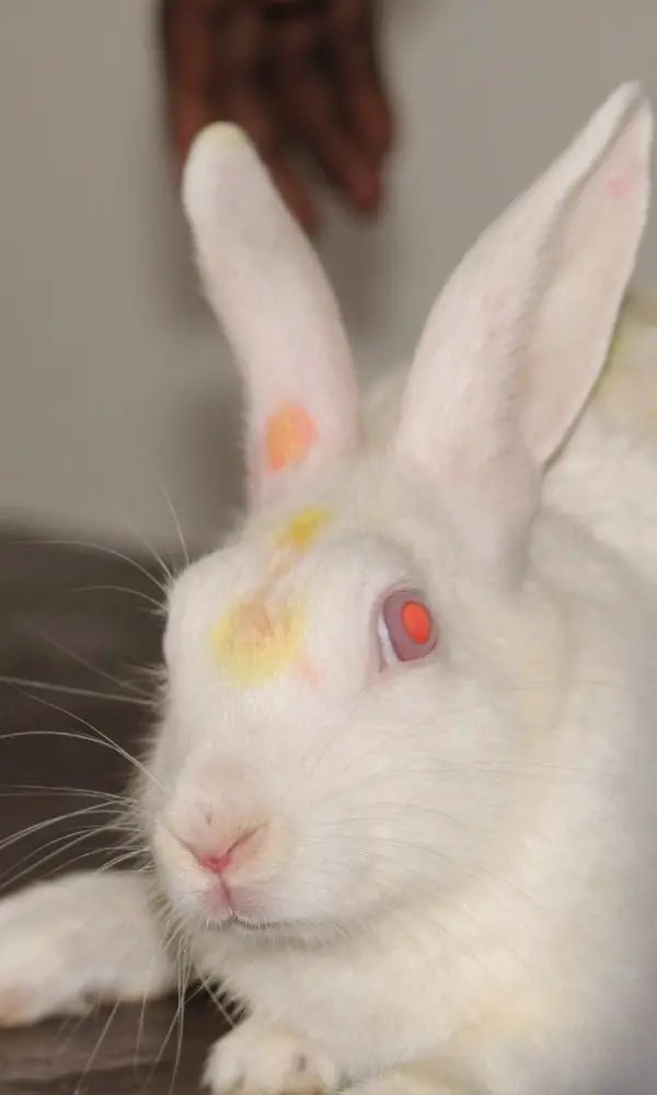 Common Eye-related Issues in a Rabbit