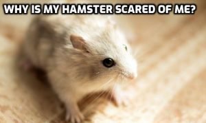 Why Is My Hamster Scared Of Me -Stopping It Is Easy!