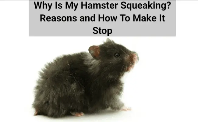 Why Is My Hamster Squeaking_