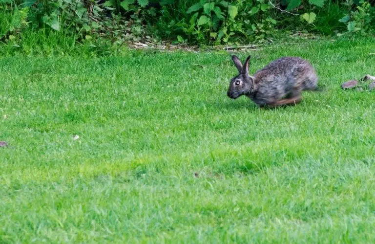 Why Is My Rabbit Running In Circles? [Revealed The Reasons!]