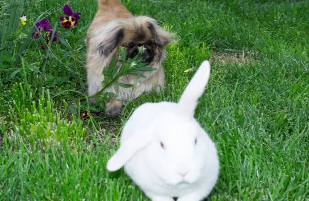 Why Rabbits Are Better Pets Than Dogs