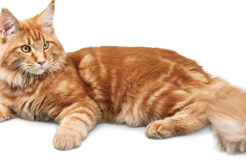 Why do cats wag their tails?