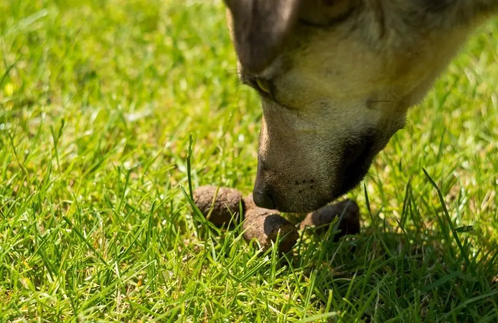 Why do they eat poop?