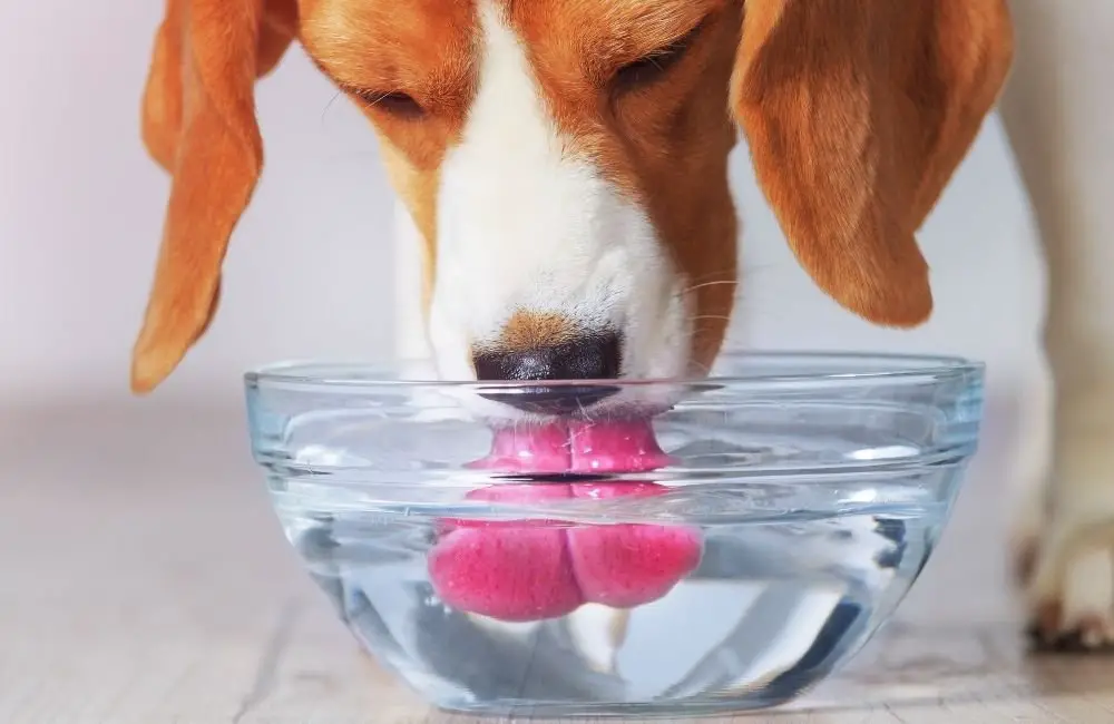 my dog drinking water