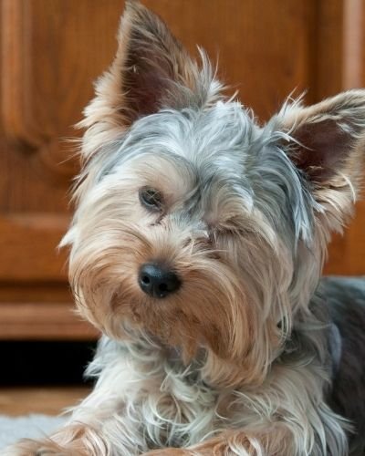 how long do yorkies bleed when in heat