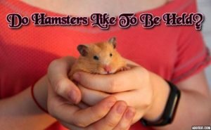 Do Hamsters Like To Be Held? Dos and Don'ts