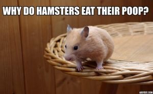 Why Do Hamsters Eat Their Poop?