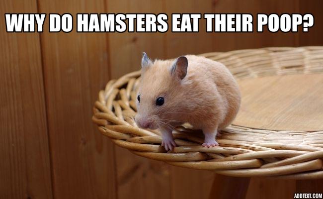 Why Do Hamsters Eat Their Poop?