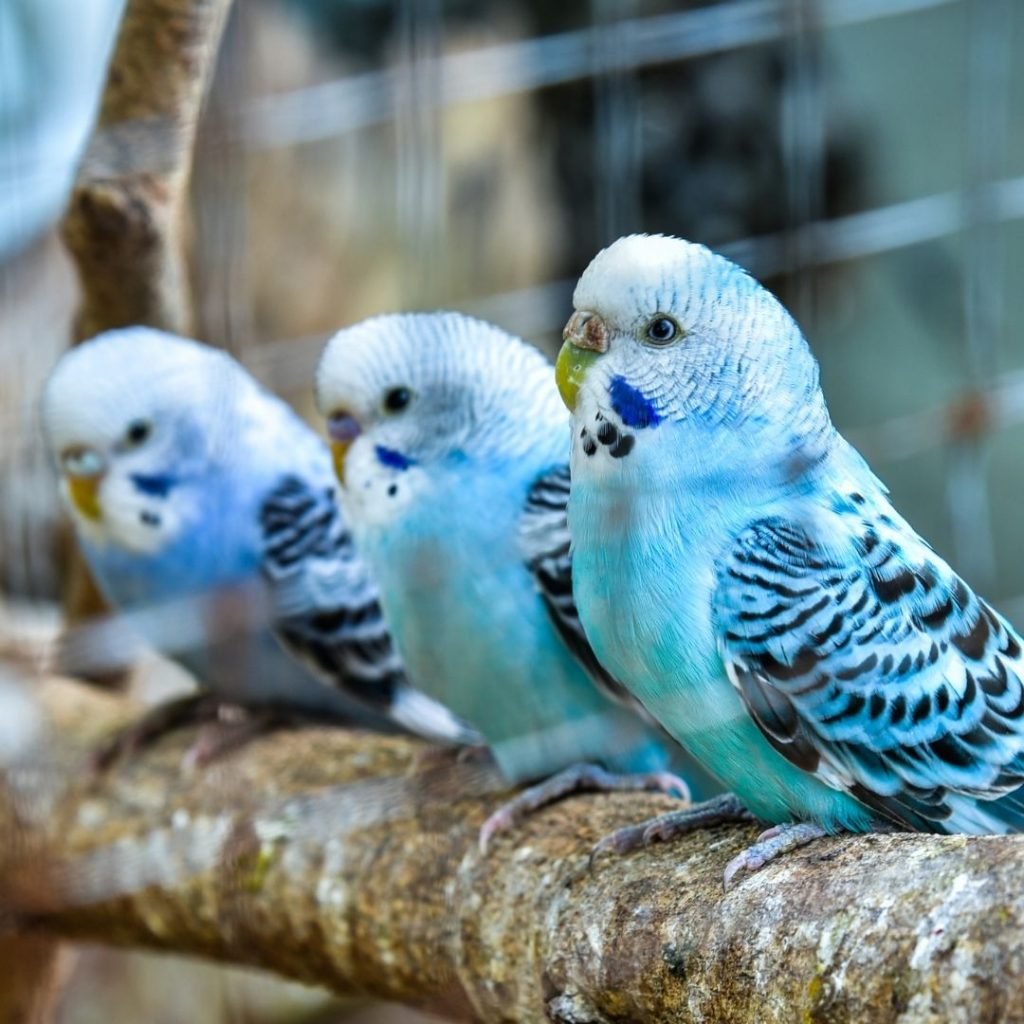 budgies