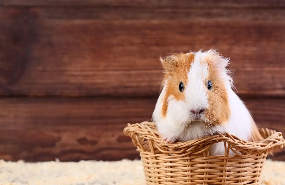 Are strawberries harmful to guinea pigs?