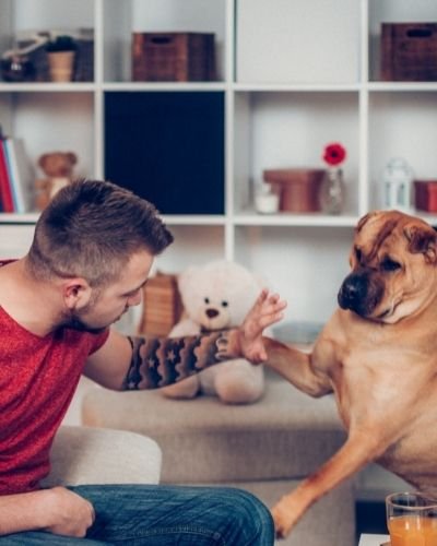 high five with dog