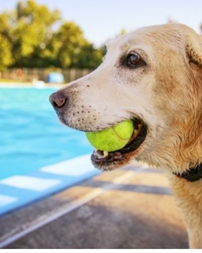 pool party with dog