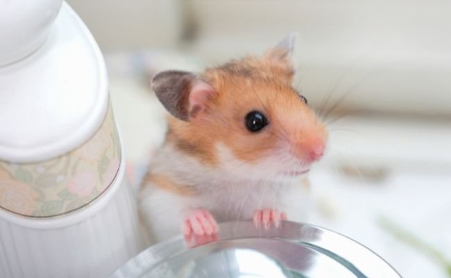 reasons for scared hamster