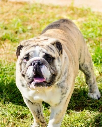 English Bulldog