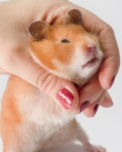 Fatty Hamster