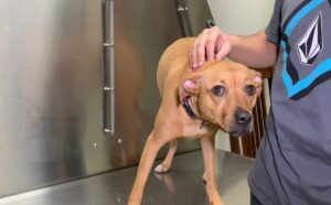 Fear Dog at Vet