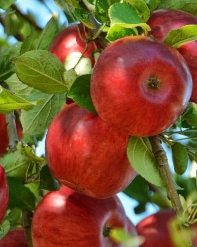 Nutritional value of apples