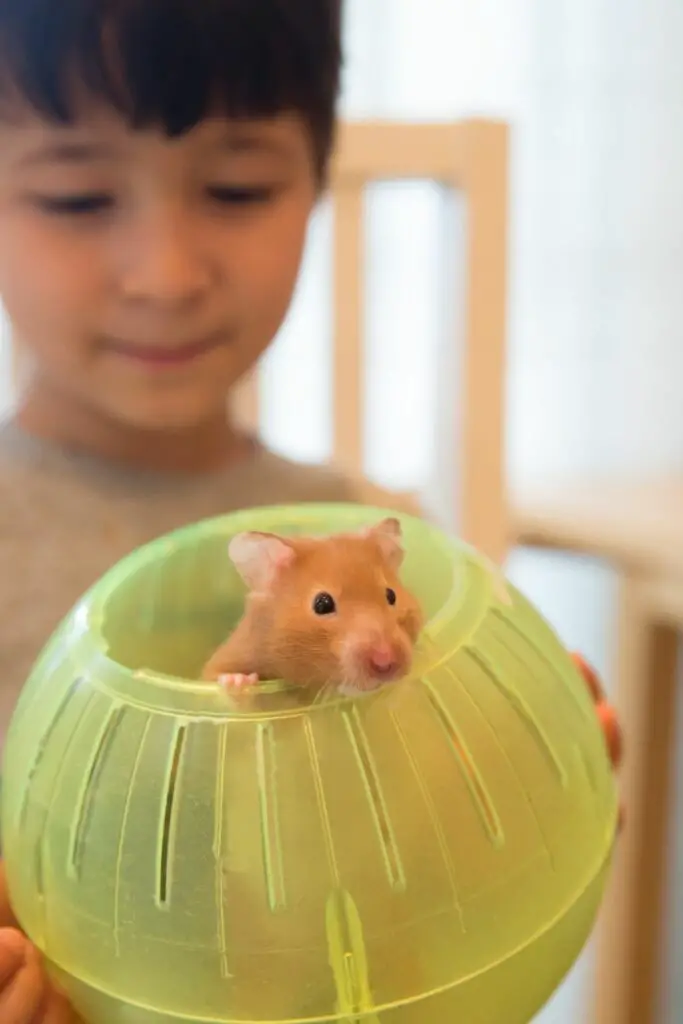 Can Hamsters Be Emotional Support Animals? (Explained!) AtractivoPets