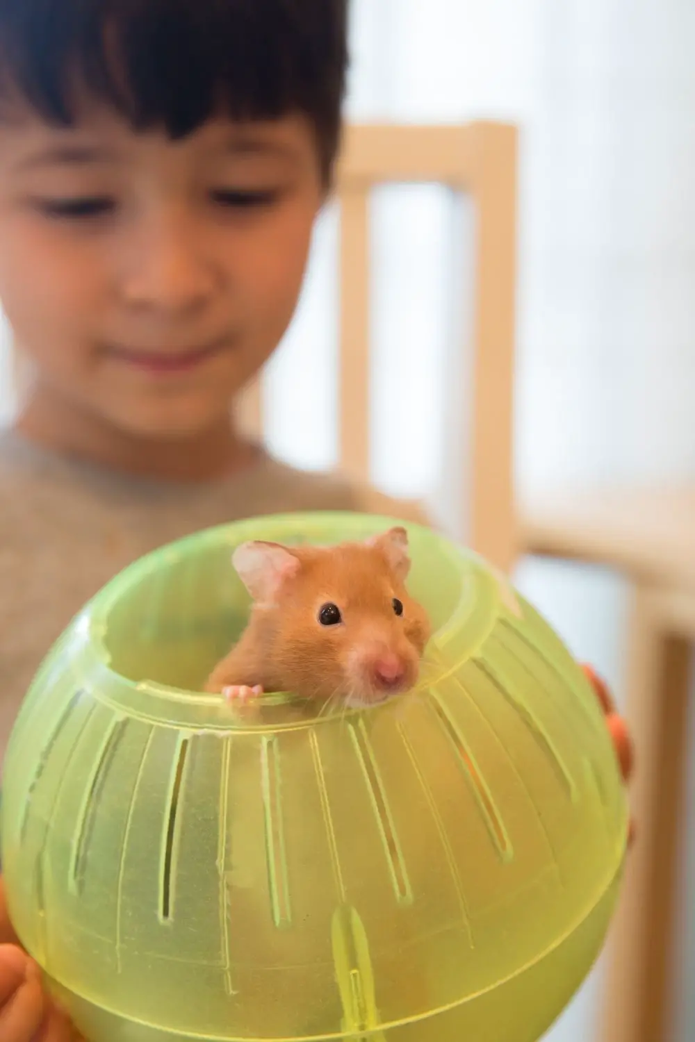 Can Hamsters Be Emotional Support Animals