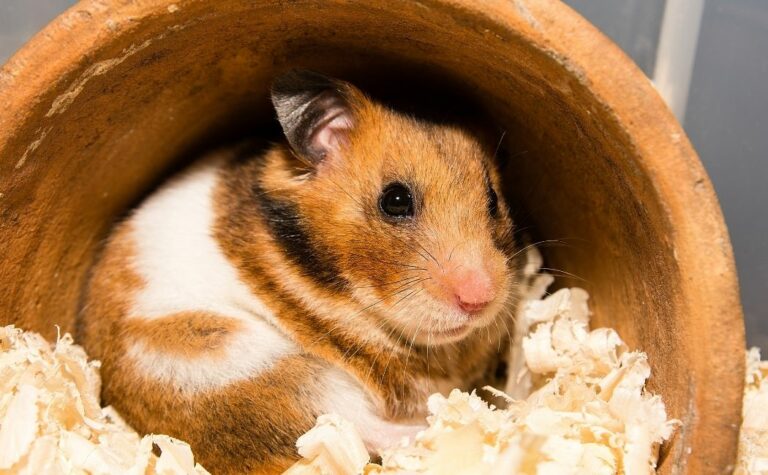 Can Hamsters Chew on Cardboard? (Is It Safe!)