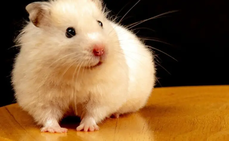 Can Hamsters Chew on Popsicle Sticks? (You Must Know This!)