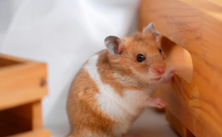 Can Hamsters Climb Stairs