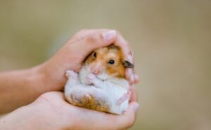 Can Hamsters Cry