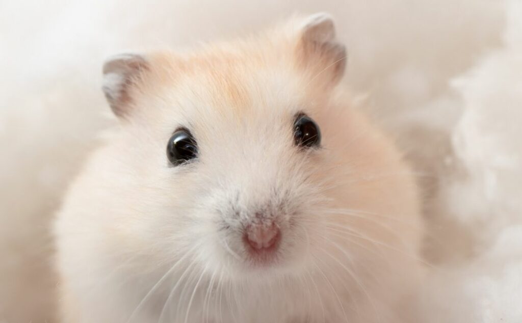 Can Hamsters Drink Out of Bowls? (What You Should Know!) AtractivoPets