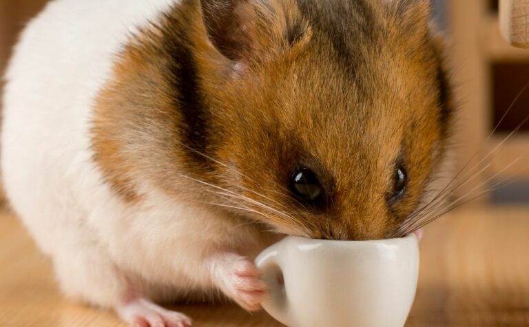 Can Hamsters Drink Tap Water